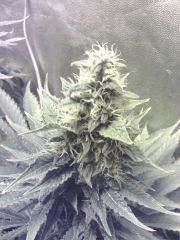 Cheese #2
