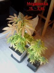 Meganuska 7L & 3,4L   F 52 (2)