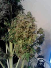 Bud Meganuska F 65 (2)