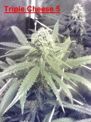 T.Cheese 5