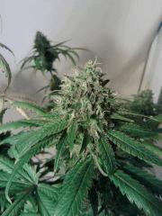 Triple Cheese 4