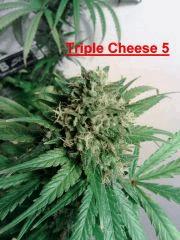 Triple Cheese 5 (3)