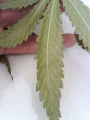 Feuilles Cheese #4