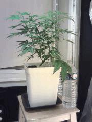Cheese #4