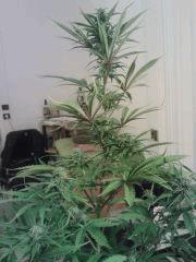 Triple Cheese #1 - Bud central