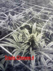 Triple Cheese 4 - Flo+29