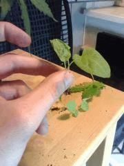 mauvaises herbes !