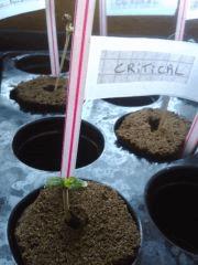 Critical