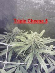 Triple Cheese 5