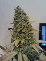 Bubble Gum #1