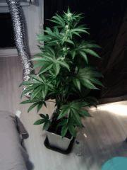 OG Kush - Flo+17