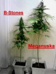B Stones & Meganuska