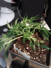 Cheese #4