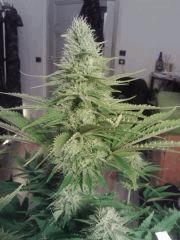 Bubble Gum #2