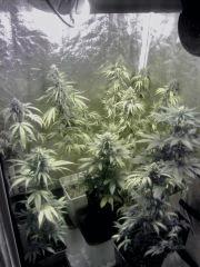 Box Flo' (2)