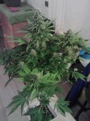 Bubble Gum #2