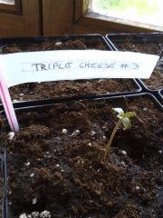 Triple Cheese