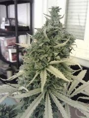 Triple Cheese #2