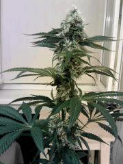 OG Kush