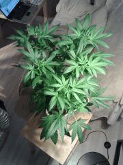Cheese #4