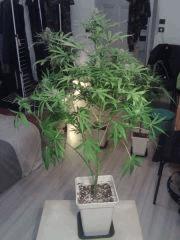 Triple Cheese #2