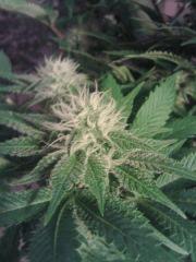 Bubble Gum #1