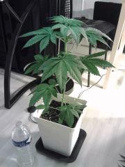 L.A. Confidential
