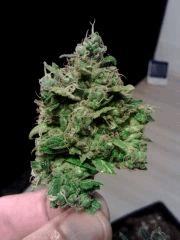 B-CH1 F58