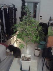 Triple Cheese #1