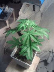 OG Kush