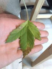 Feuilles de Cheese #4