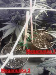 Meganuska next gen'