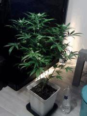 Cheese #4 - Flo+17 - Supercropping
