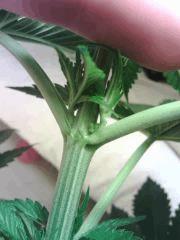 L.A. Confidential - clochettes en formation...