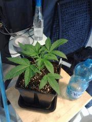 OG Kush - C+19