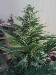 Bubble Gum #1 - Bud central