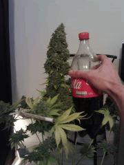 Bubble #1 vs Coca 1,5L