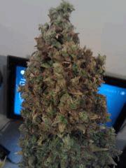 Apex Bubble #1