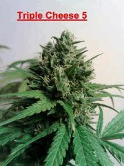 Triple Cheese 5 (2)