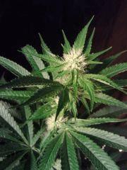 OG Kush - Flo+17