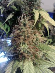 Meganuska F 63 (3)
