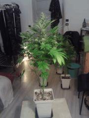Bubble Gum #1