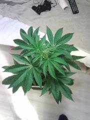 OG Kush