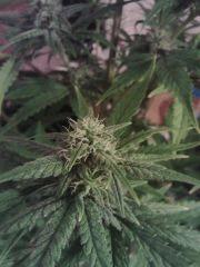 Triple Cheese #1 - Bud
