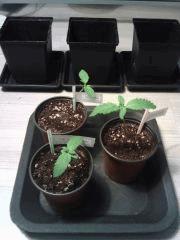 Les 3 petites :)
