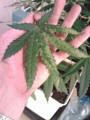 Cheese #5