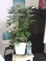 Triple Cheese #5 F+7