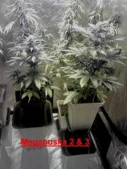 Meganuska 2 & 3 F 12