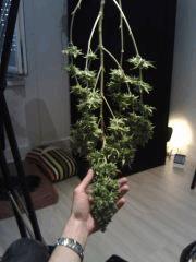 Triple Cheese #1