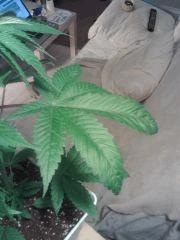 OG Kush